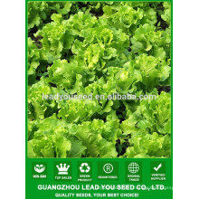 NLT04 Shuru best lettuce seed guangzhou